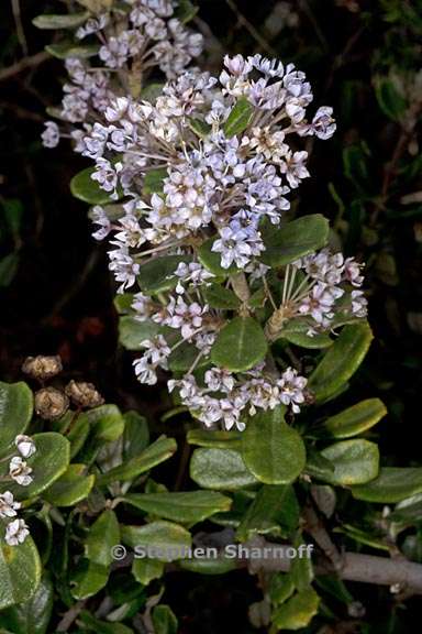 ceanothus maritimus 2 graphic